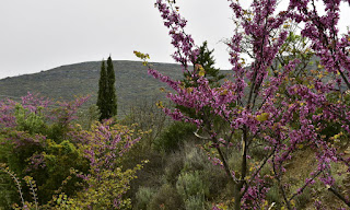 https://freshsnews.blogspot.com/2019/04/27-kairos-pasxa-2019-arniakos.html