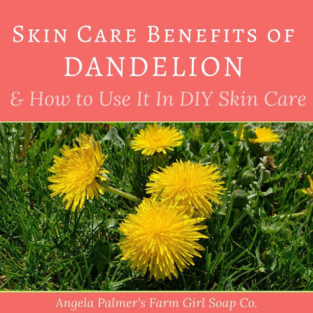 Skin care benefits of dandelion, and how to use dandelion in DIY skin care recipes. By Angela Palmer's Farm Girl Soap Co. Learn how to make your own herbal skin care products.