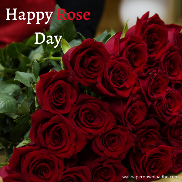 Featured image of post Rose Day Images 2021 Hd - Happy rose day 2021 wishes images, quotes, status, greetings card, messages, photos: