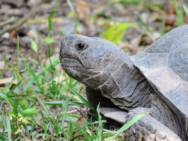 Portrait of a Gopher Tortoise at Lovers Key State Park in Florida