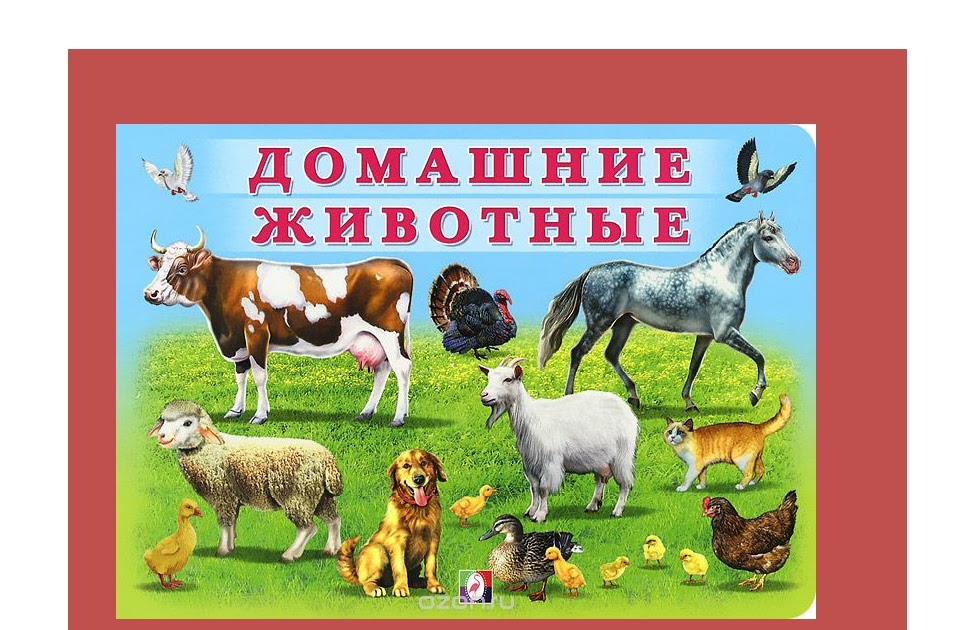 Домашние животные проект детский сад Проект домашние животные
