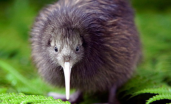 Biología y geología : Tres enigmas neozelandeses ( II) Aves que no vuelan