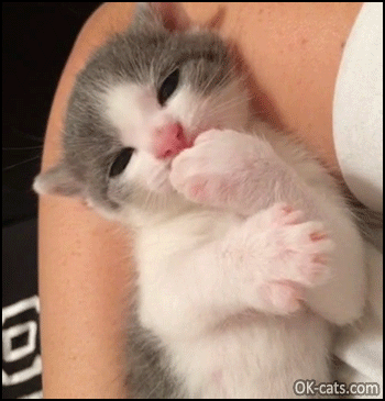 Funny Kitten GIF • Amazing funny kitten chewing on his own big paw [ok-cats.com]