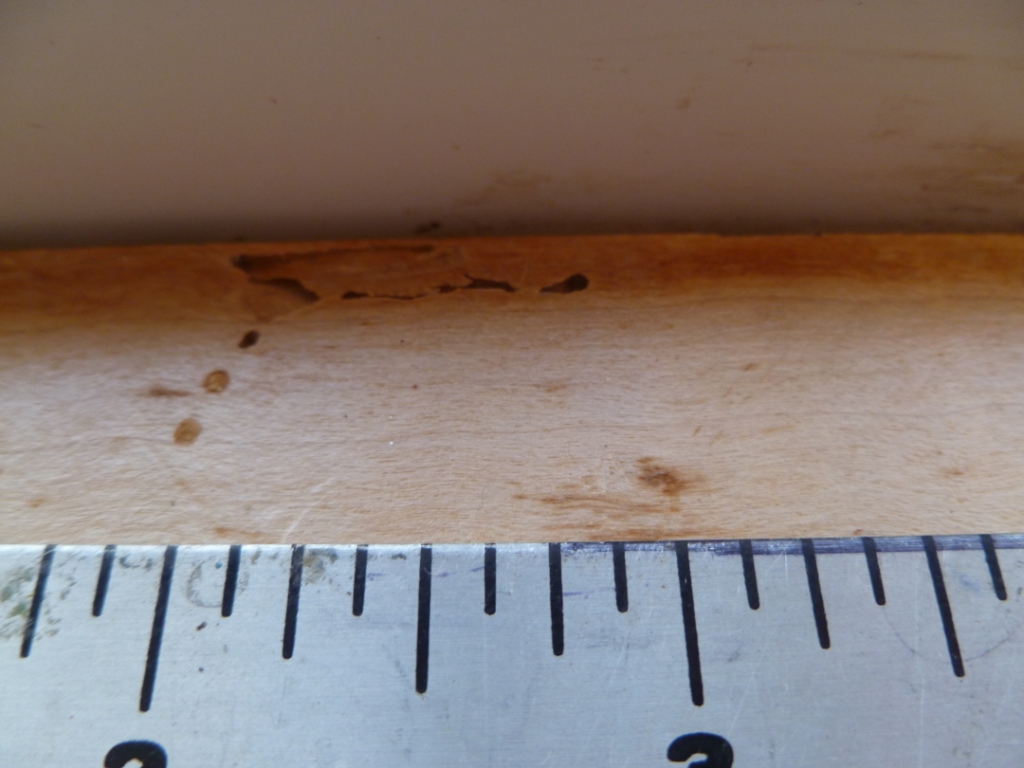 Maui Jungalow: Initial Signs of Termite Infestation AKA 