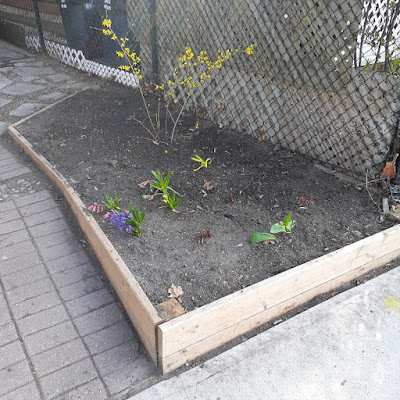 Toronto Spring Garden Cleanup in Little Portugal After by Paul Jung Gardening Services--a Toronto Organic Gardener