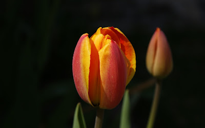 Nature flower wallpaper - Tulips