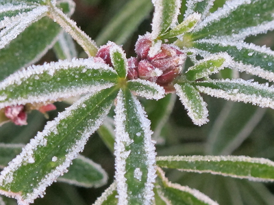 Hoar frost on a shoot