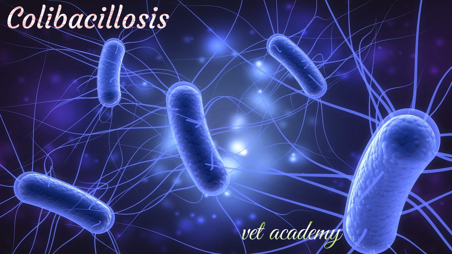 مرض الاسهال الابيض داء العصيات القولونيه Escherichia coli infection