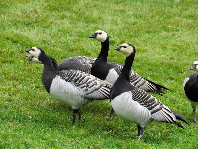 Things to do in Oslo: Barnacle Geese in Vigeland Park