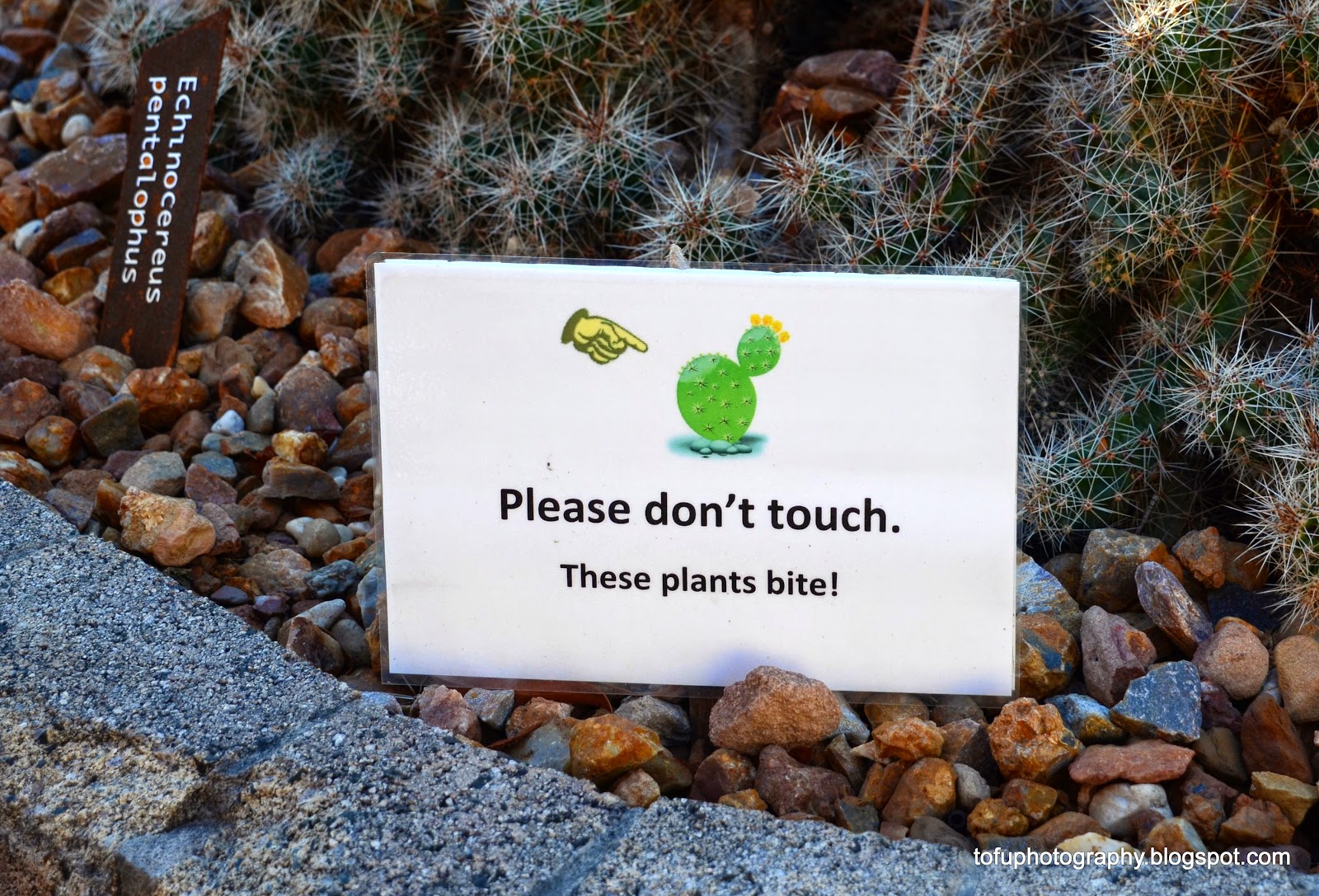 Tofu Photography Please don�t touch. These plants bite!