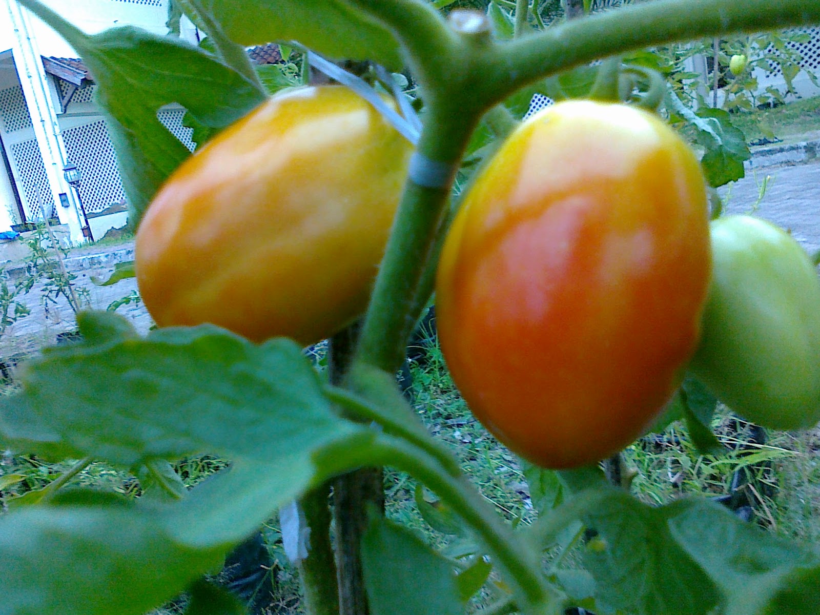 PERMASALAHAN PERTANIAN: LAPORAN BAKTI PROFESI/KKM MAHASISWA DI ACEH BESAR