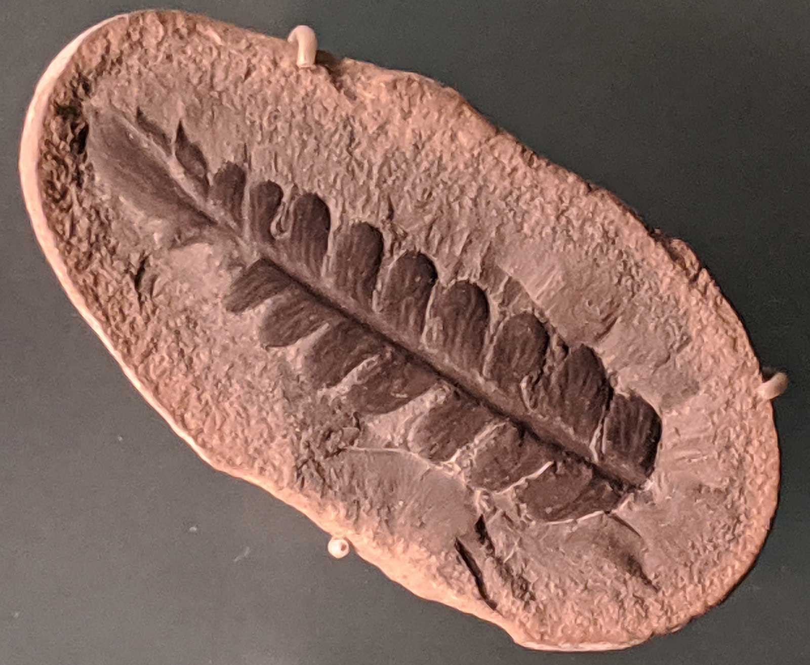 Louisville Fossils and Beyond Odontopteris aequalis Mazon Creek Fern