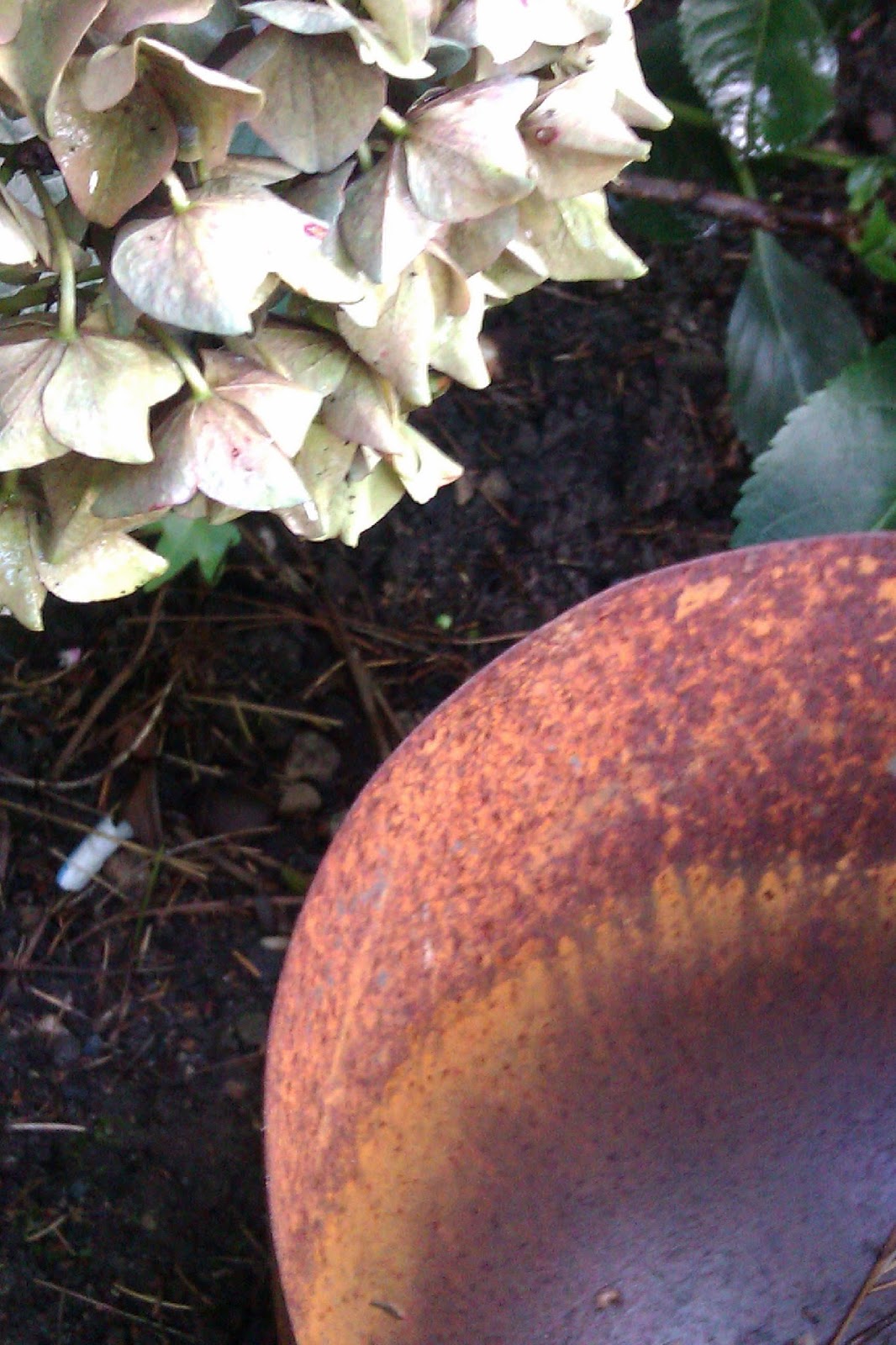 Frau Frieda Hortensienliebe