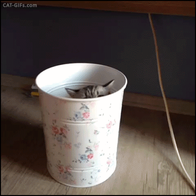 Funny cats - part 219, cute cat gif, best cat gif, cat gif gallery