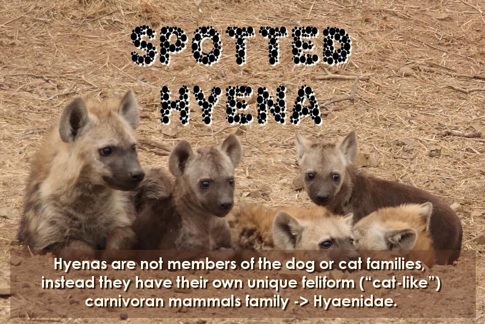 What animal am I? > HYENA Epic Enabled
