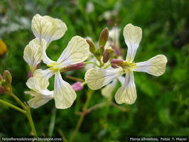 Nuestro Blog de Flores y plantas