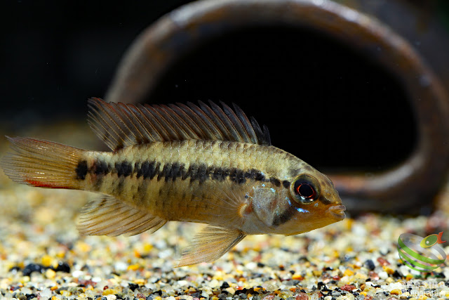 Apistogramma cf. macmasteri