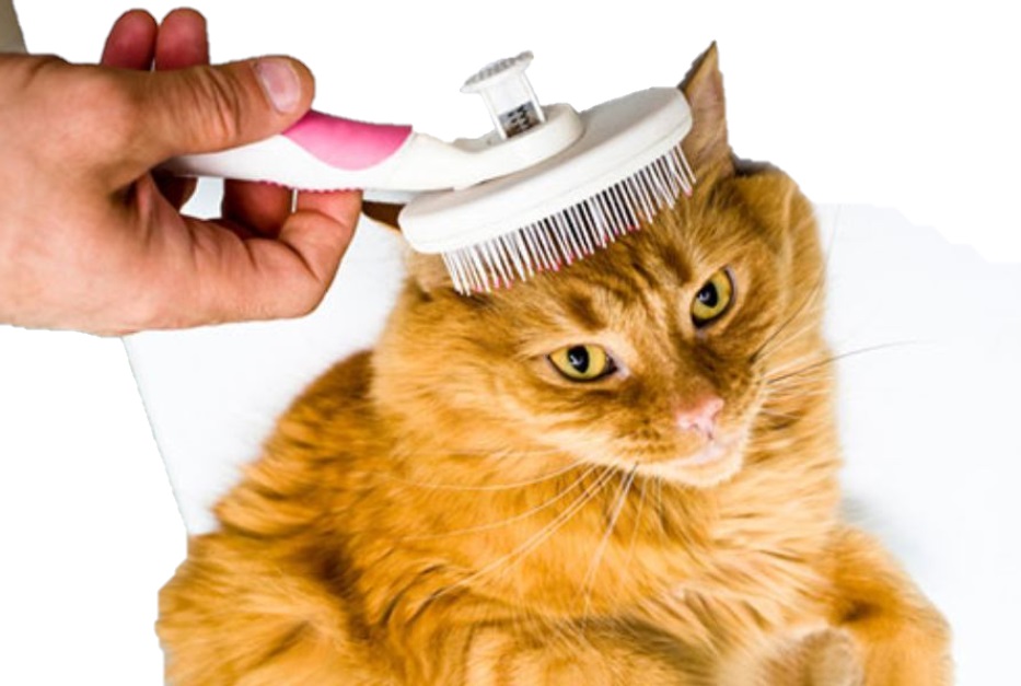 Fakta Kutu Kucing Pada Manusia dan Cara Menghilangkan Secara Aman
