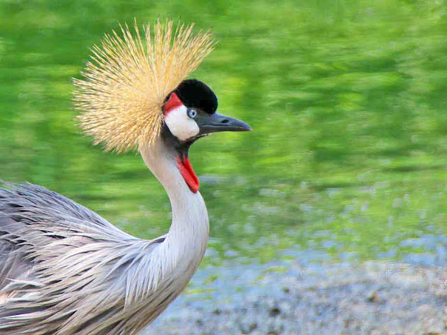 birds, Grey crowned crane, Okinawa, zoo