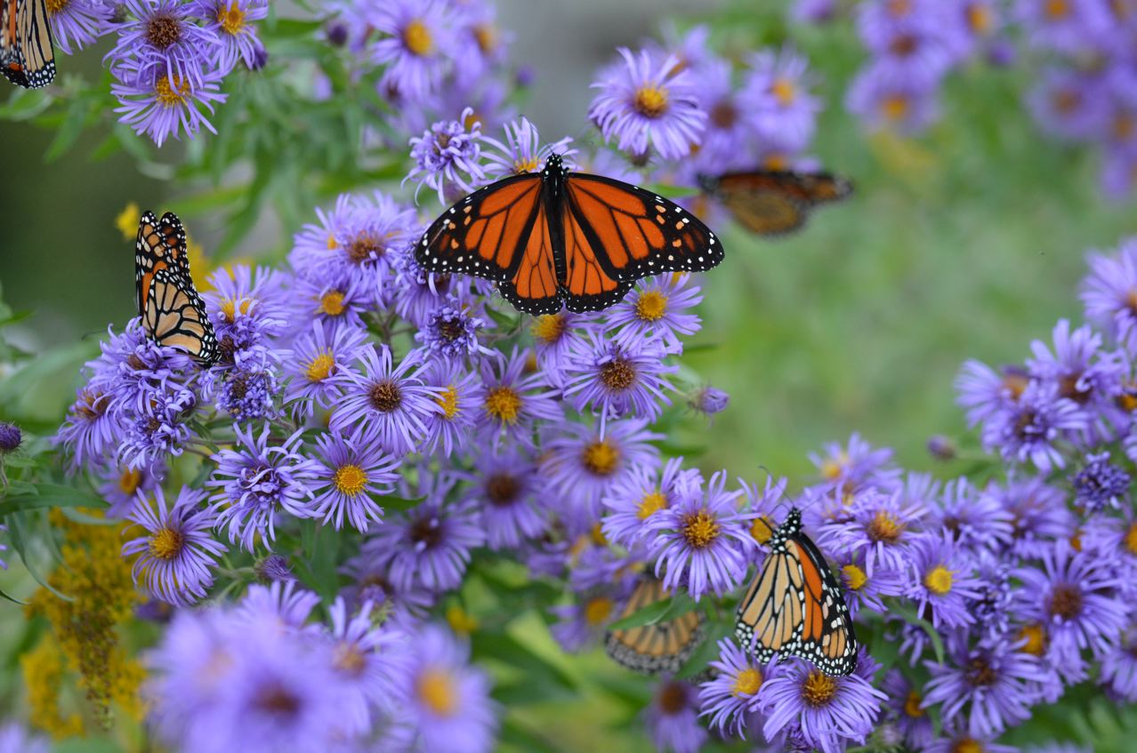 Flower Hill Farm: Wild and Native New England Asters Attract Wildlife
