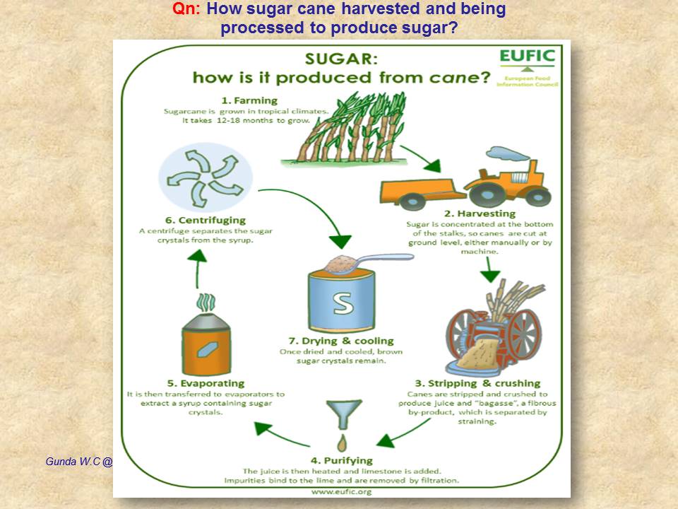 NYUMBA AGRICULTURE SUGAR CANE PRODUCTION (LESSON NOTES FOR FORM TWO)