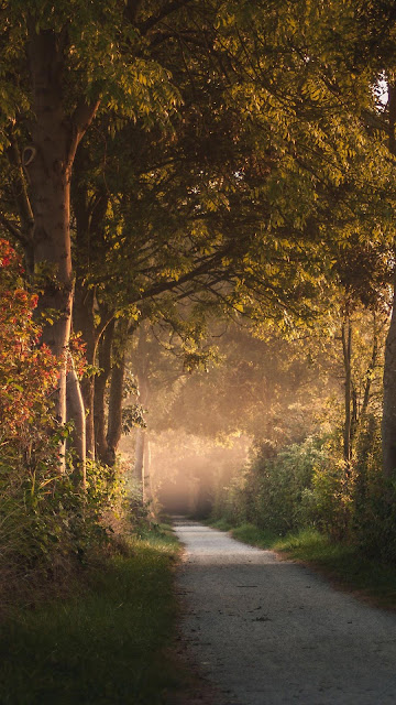 Path, trees, forest, landscape wallpaper.  Download free nature hd wallpaper Path, trees, forest, landscape wallpaper.  Download free nature hd wallpaper