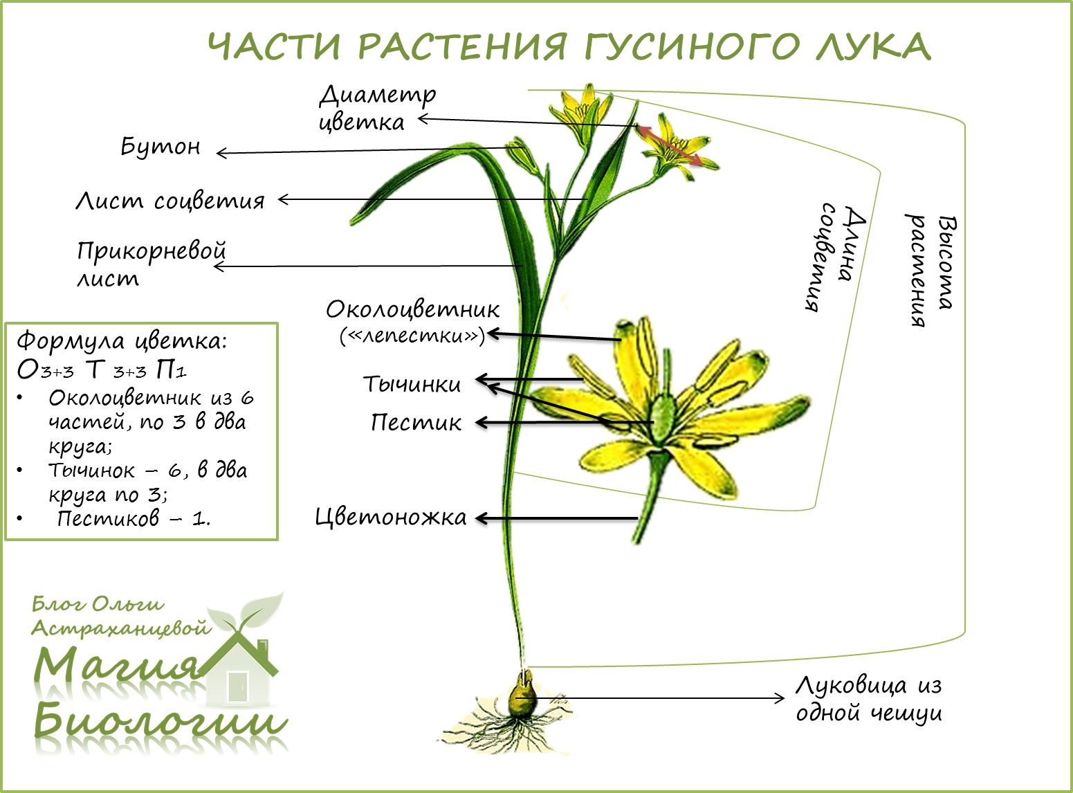 строение плода лука репчатого. семейство лилейные лук репчатый. строение луковицы чеснока. строение семейства луковых. однодольные растения луковые.