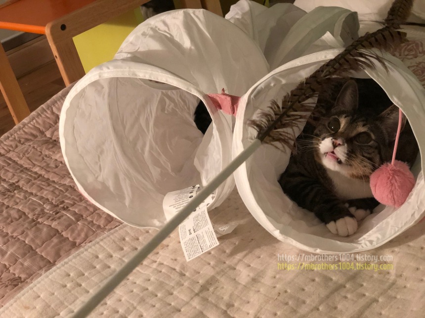 이케아 고양이 루르비그 반려동물용품 IKEA LURVIG for CAT