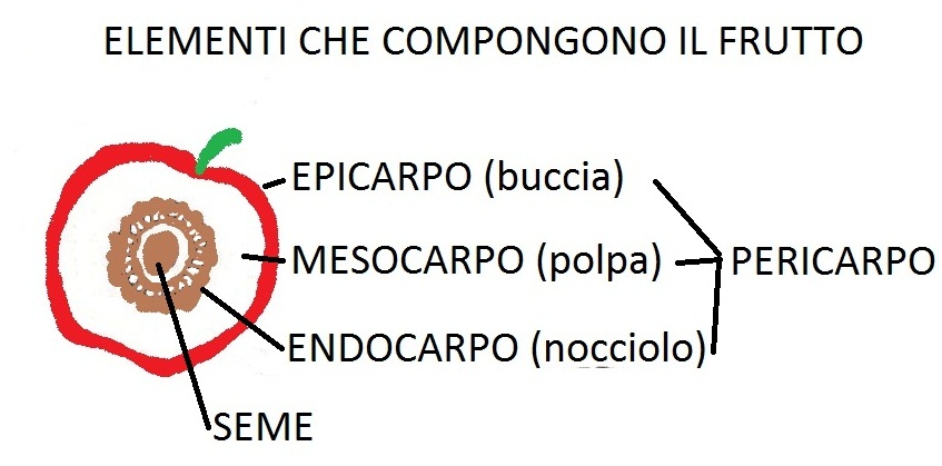 Il Giardino della Terra: FRUTTO