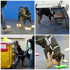 nosework scent work dogs sports doberman rescue