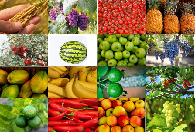 Bagaimana Cara Membuat Ramuan Zat Pengatur Tumbuh Zpt Untuk Membesarkan Buah Dan Memperbanyak Buah Ilmu Agribisnis