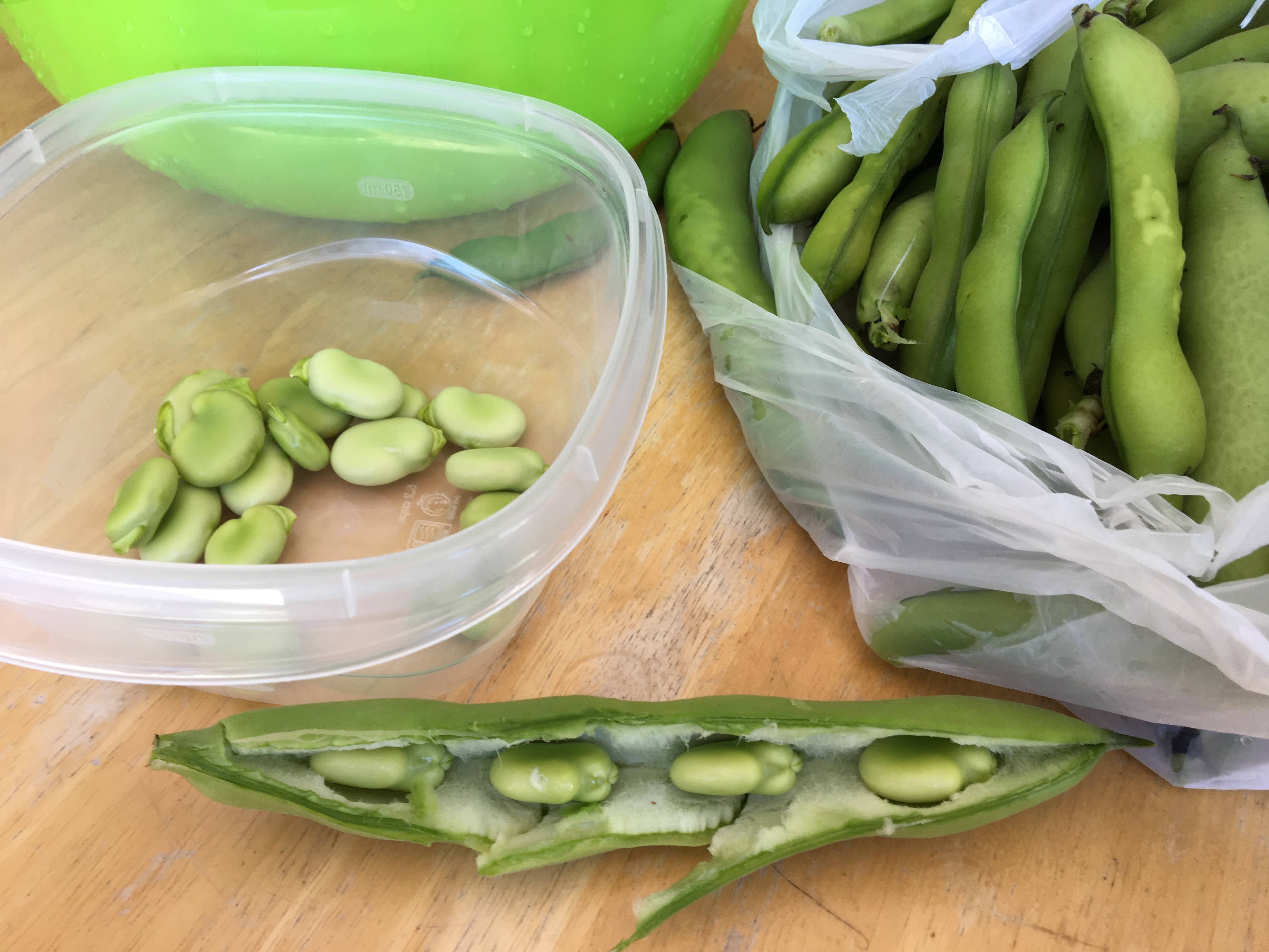 Harvesting and Preserving Fava Beans