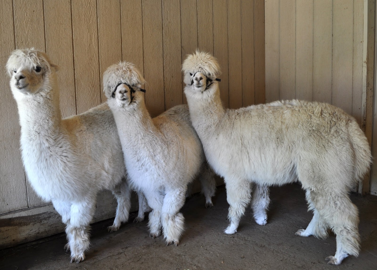 Lavender Hill Farm Alpacas Shearing 2015