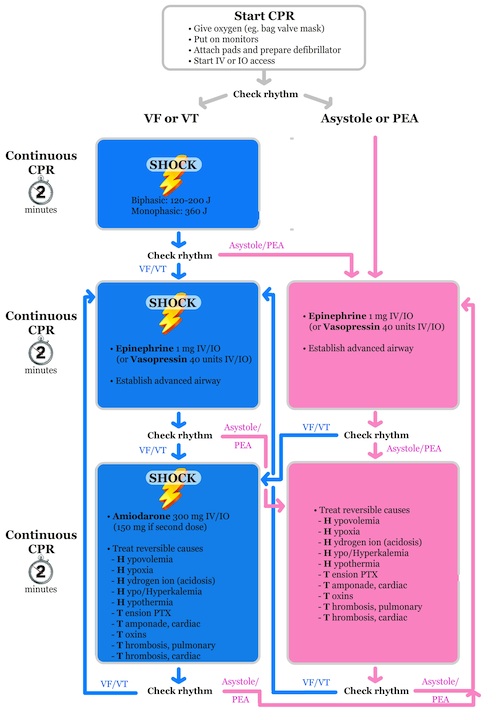 Paucis Verbis: ACLS 2010 cardiac arrest flowchart | little white coats