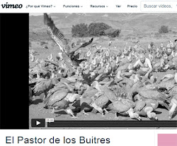 DESPEDIDA-FIRED PASTOR DE BUITRES