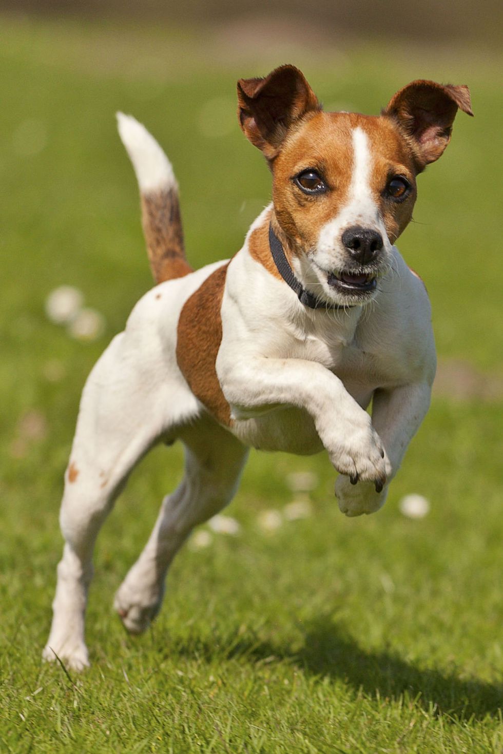 35 Small Dog Breeds That Make for Perfect Companions Pets Lovers