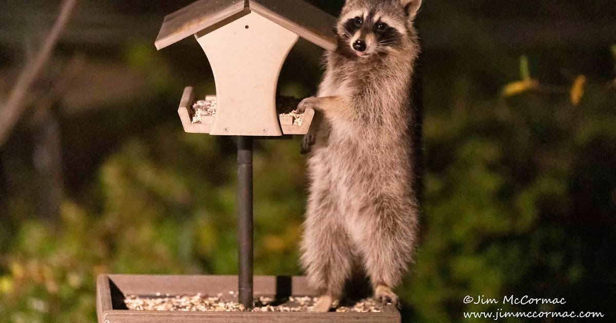Ohio Birds and Biodiversity Raccoons raiding feeders