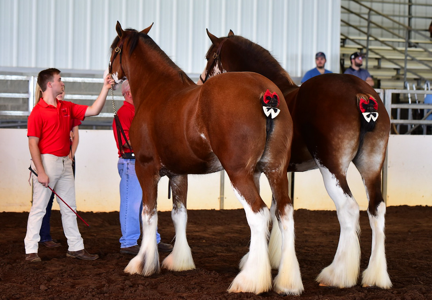 Classic City Clydesdales CLASSIC CITY IN ACTION!