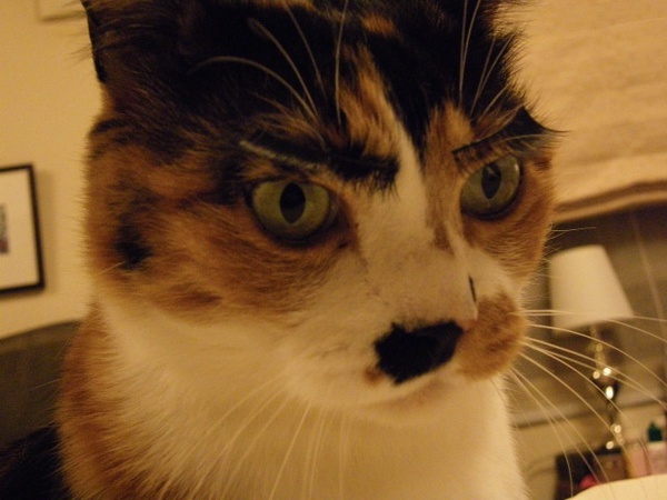 Trào lưu gắn mi giả lên mặt thú cưng trên thế giới Trào lưu gắn mi giả lên mặt thú cưng trên thế giới