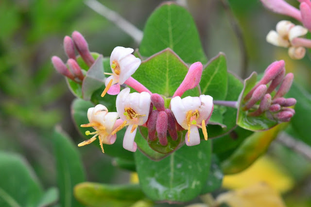 Lonicera implexa Lonicera implexa