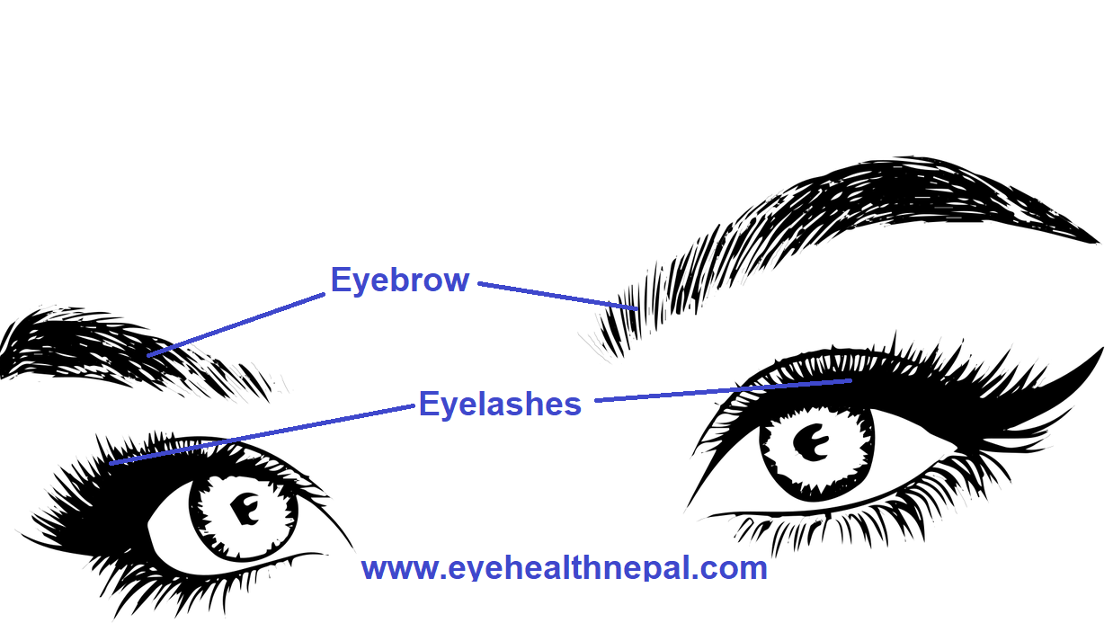Anatomy of the Eye Eye Health Nepal
