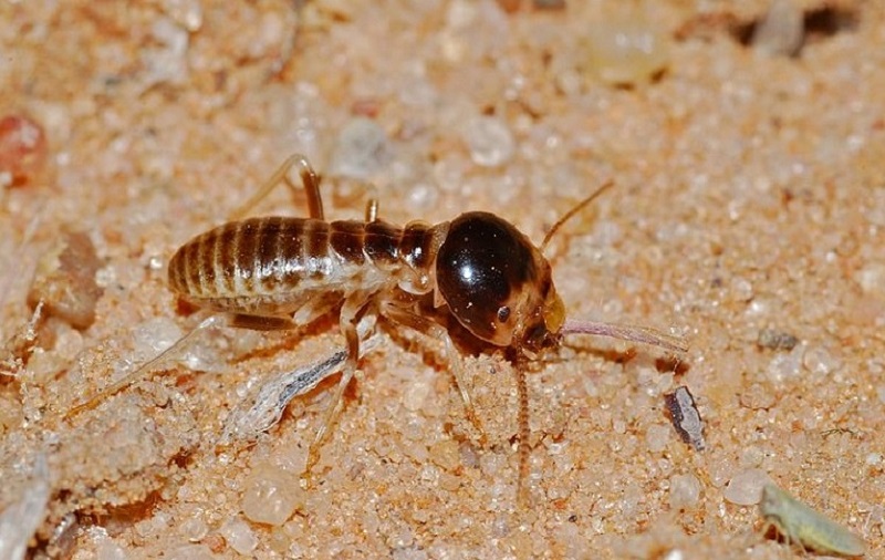 Termite
