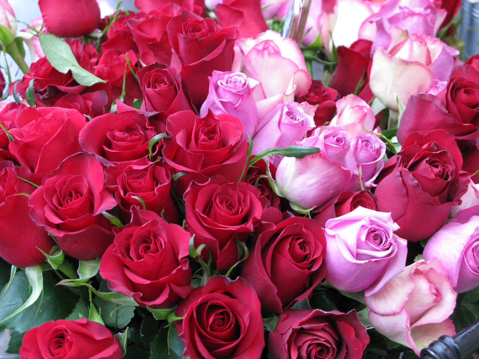 Diana Teran : Paris, flores, les fleurs de Paris, rosas y orquideas