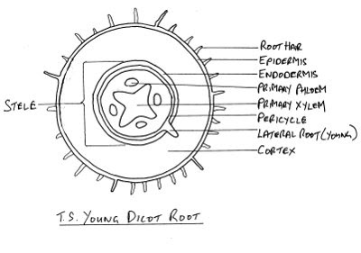 My Broken Garden: Cross Section Of Young Dicot Root limpet diagram 