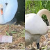 Papai-cisne desaparece e mamãe-cisne morre após ver ninho com ovos esmagado por tijolo jogado por adolescentes