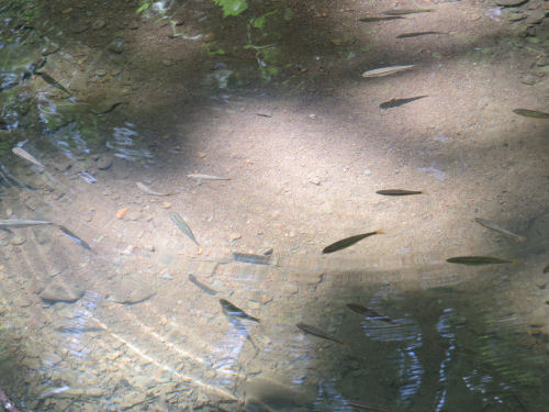 fingerling fish swimming