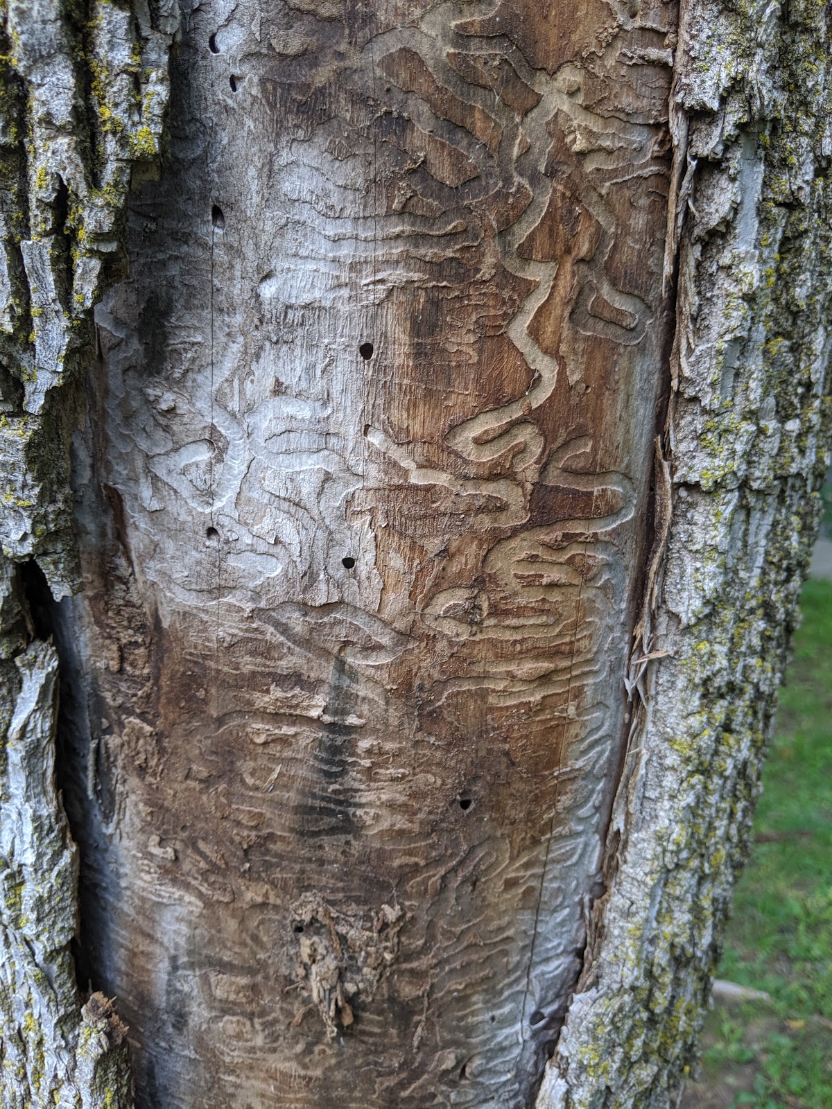 Dead Ash Tree Wormlike Pattern Under Bark