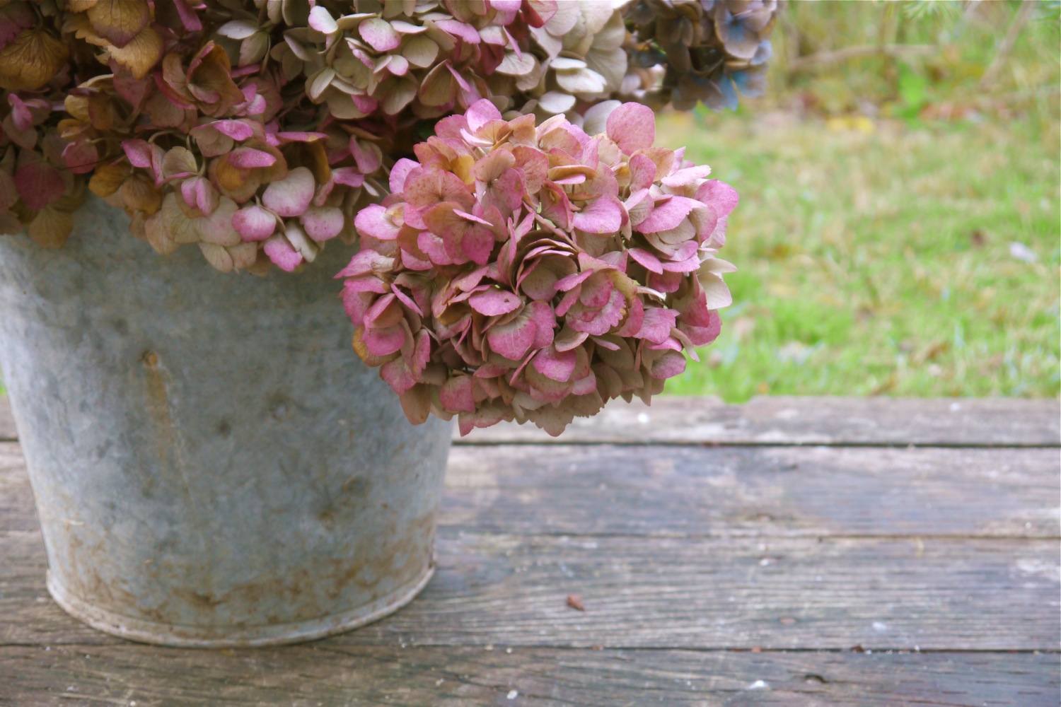 One To Grow On Hydrangea Care And Pruning A Mystery Solved