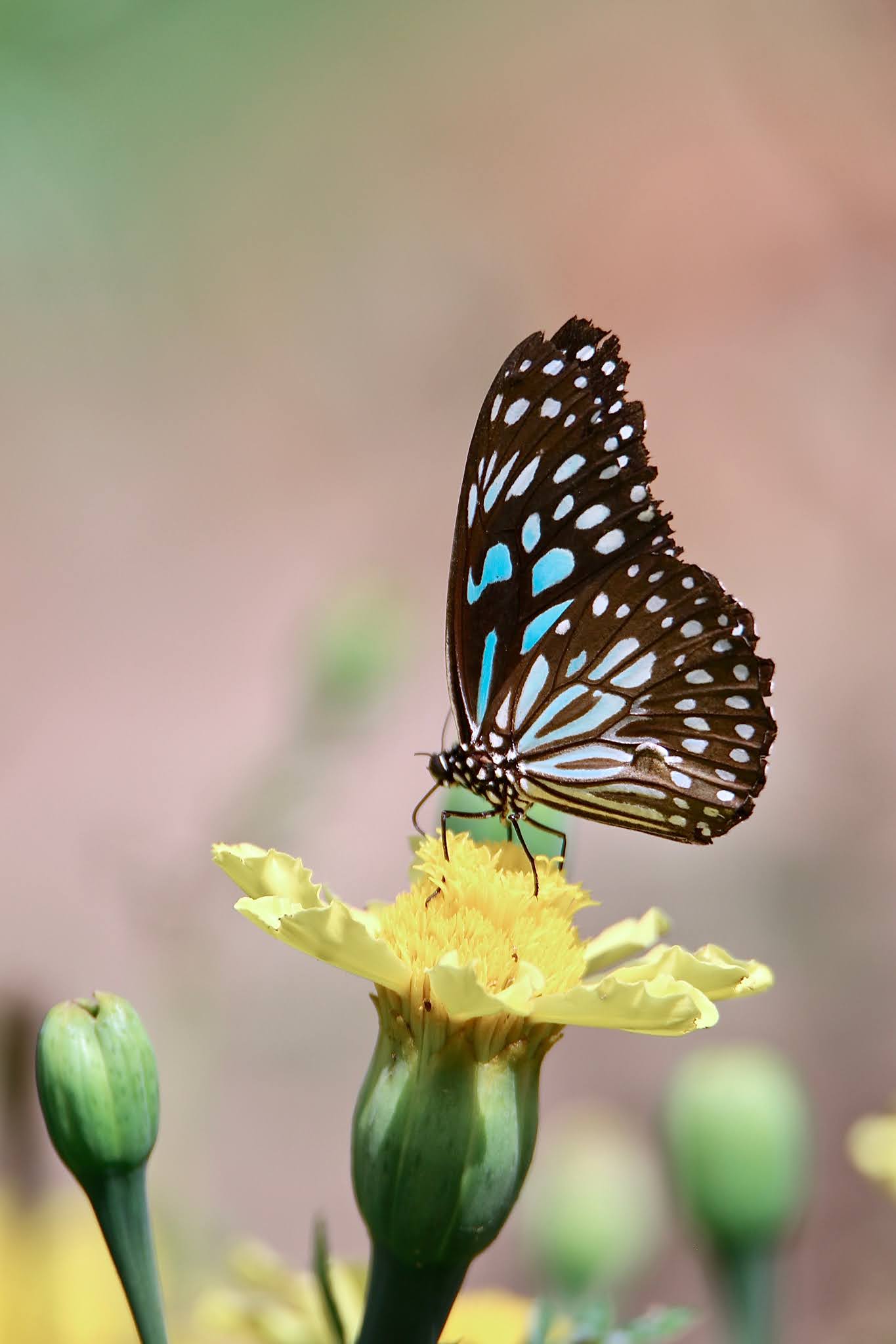 Dark Blue Tiger butterfly high resolution free