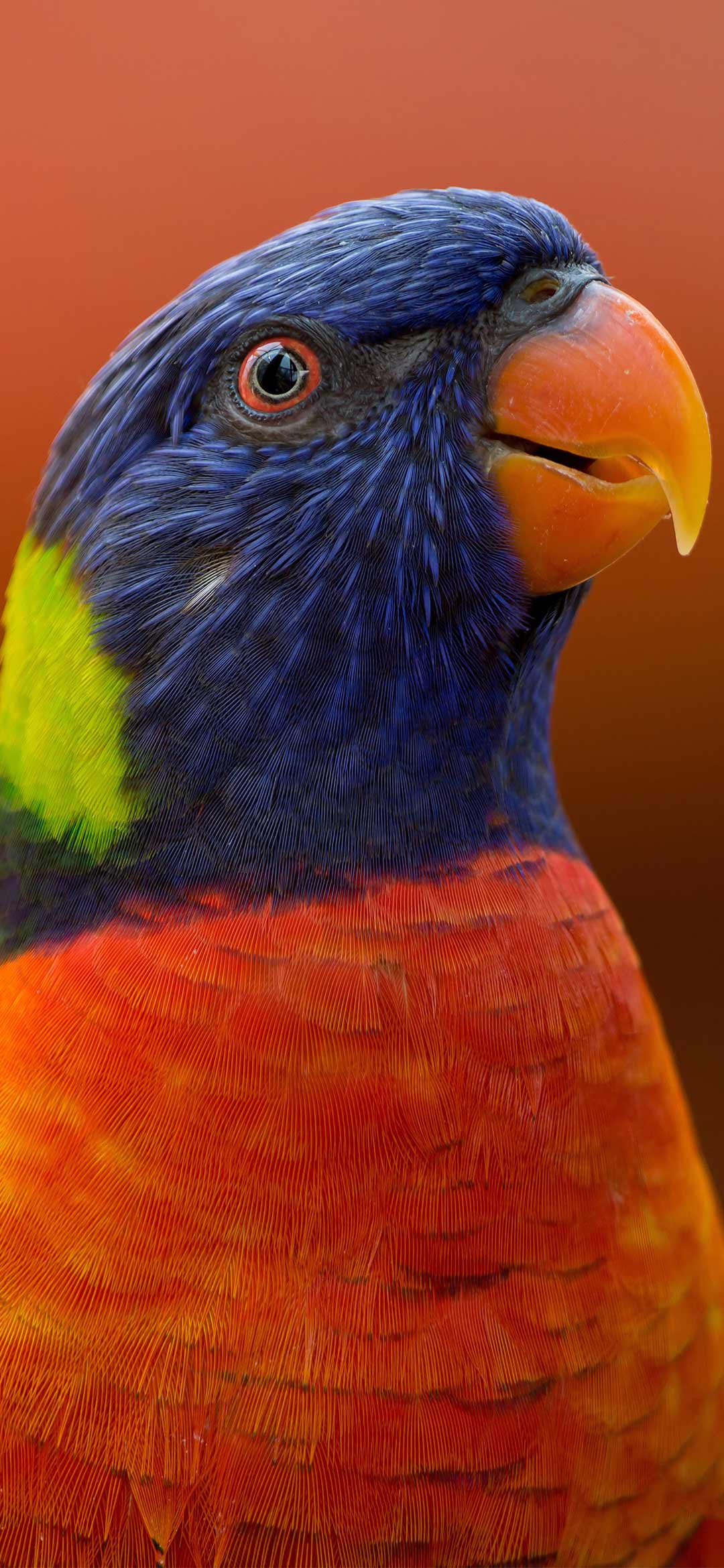 blue-orange-and-green-parrot-wallpaper